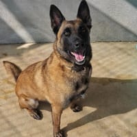 TYSON (Malinois), chien à adopter