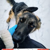 Dexter, pies do adopcji