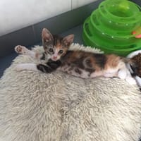 Sunny, chatte à adopter