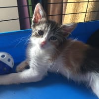 July, chatte à adopter