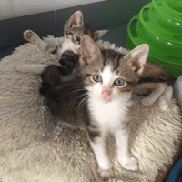 Azur, chat à adopter