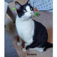 Domino, chat à adopter