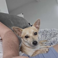 Guizmo un concentré d'amour créole, chien à adopter