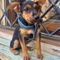 SCOUT (Martina), chien à adopter