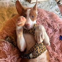 RAYO (Martina), chien à adopter
