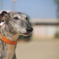 JOËL (FBM), chien à adopter