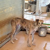 ALDO (FBM), chien à adopter