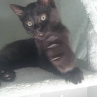 Panda, chat à adopter