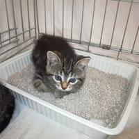 Many, chat à adopter