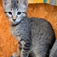 CASTOR, chatte à adopter