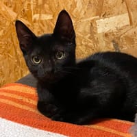 CASSIS, chatte à adopter