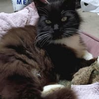 MINOUCHE, chatte à adopter
