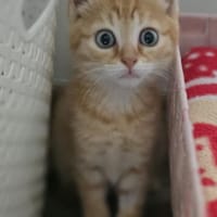 Ary, chat à adopter