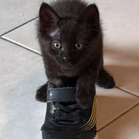 ZORRO, chat à adopter