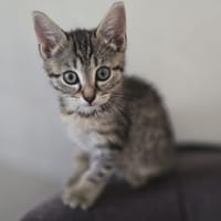 Biscotte, chatte à adopter