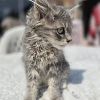Phoebee, chatte à adopter