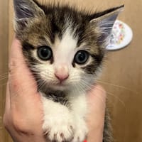 Surcouf, chat à adopter