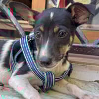 KIRA (Martina), chien à adopter