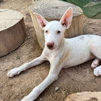 NUBE (Martina), chienne à adopter