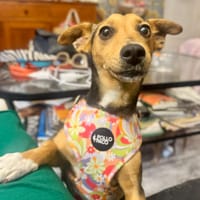 DANA (Martina), chienne à adopter