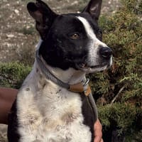HUDSON (Maria), chien à adopter