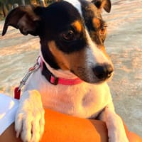 LUPE (Martina), chien à adopter