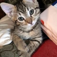 **ARIA**, chatte à adopter