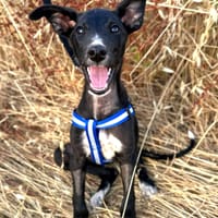 PUMBA (Animalea), chien à adopter