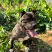 FIGHTER  (Animalea), chien à adopter
