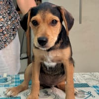 HANK (Martina), chien à adopter