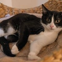 Ti Punch, chat à adopter