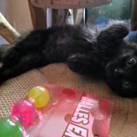 AMON, chat à adopter