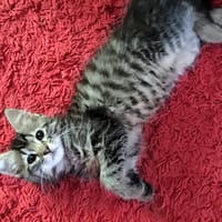 ALPAGA, chatte à adopter