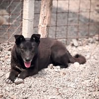 rose, cane femmina da adottare