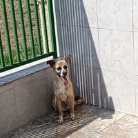 paolina, cane femmina da adottare