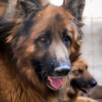 principe, cane da adottare