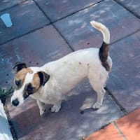 jacopo, cane da adottare