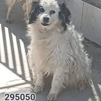 ciro, cane da adottare