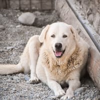 gino, cane da adottare