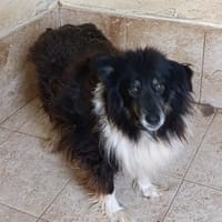nloir, cane da adottare