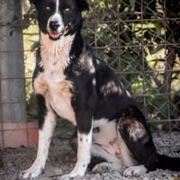 lillith, cane femmina da adottare