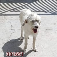 eureka, cane femmina da adottare