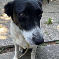 NIKITA, chienne à adopter