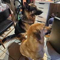 SAM et ORION, chien à adopter