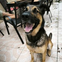 ROCKET, chien à adopter