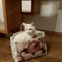 Geschwister Frieda und Mona, Katze zur Adoption