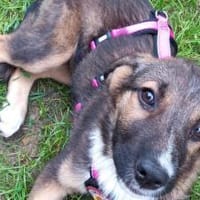 Wer schenkt Rosy ein Zuhause?, Hündin zur Adoption