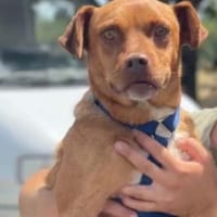 Alfio  nett und liebenswert, Hund zur Adoption