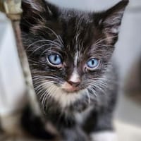 Katzenkind Pepper, Kater zur Adoption