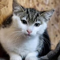 Katzenkind Helmut, Kater zur Adoption